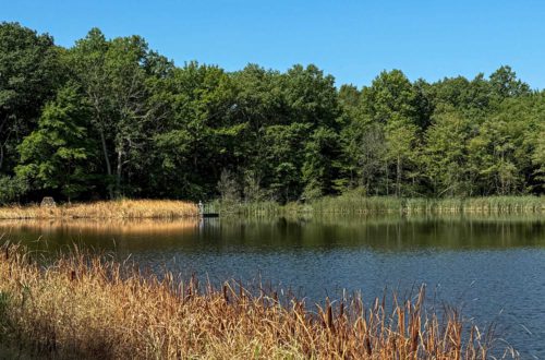 small fishing pond with dry vegetation wrapping around. Green trees and blue sky in the background.