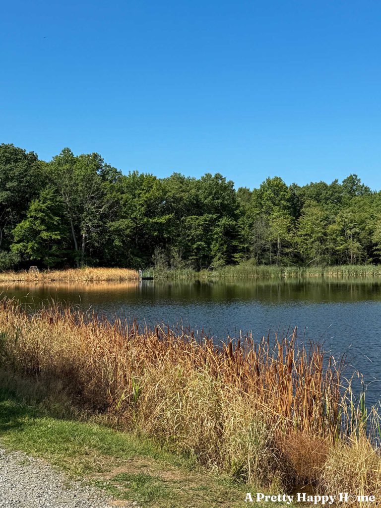 small fishing pond with dry vegetation wrapping around. Green trees and blue sky in the background.