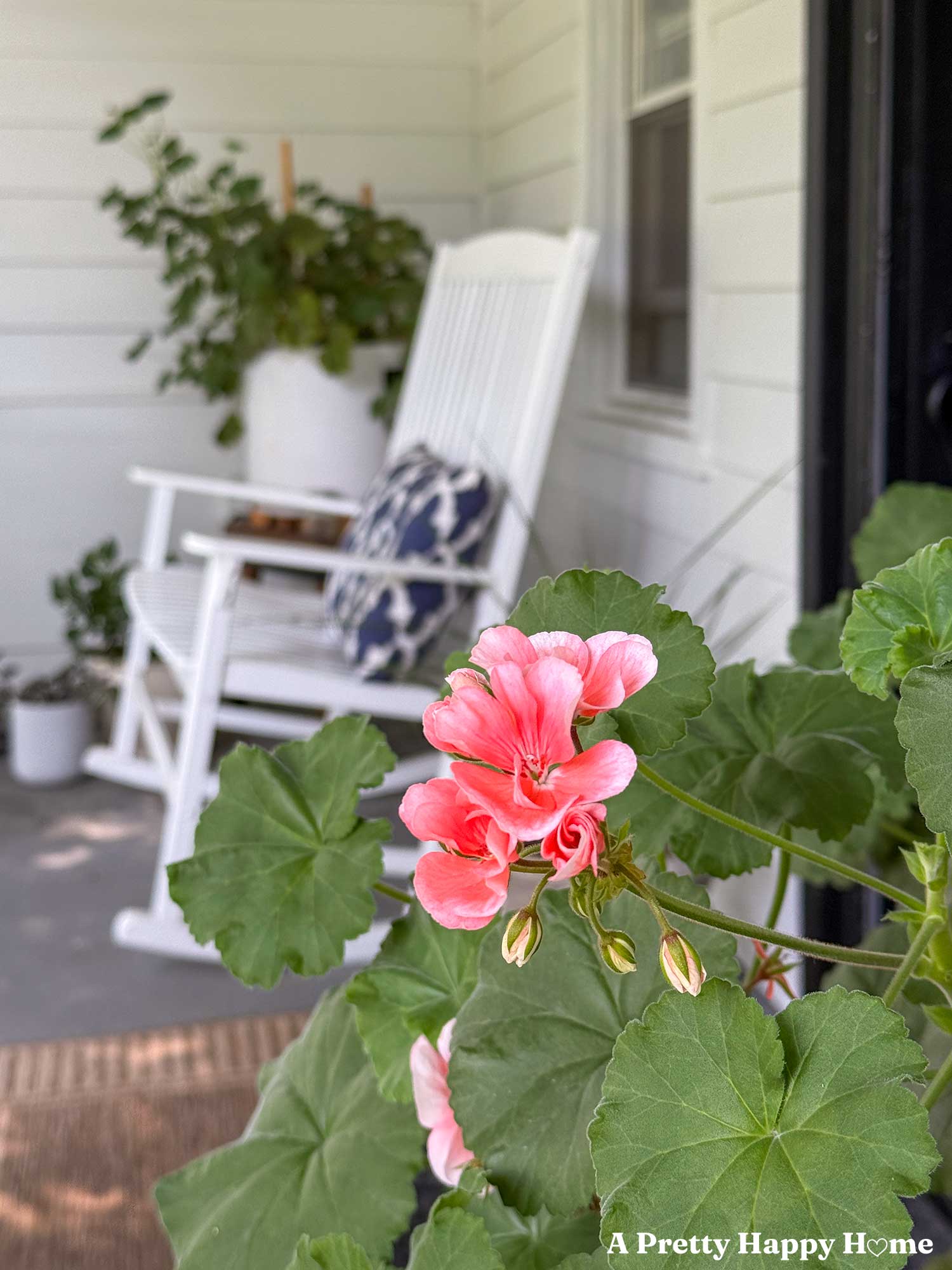 close up of a blowing pink geranium with a white rocking chair and blue pillow in the background
