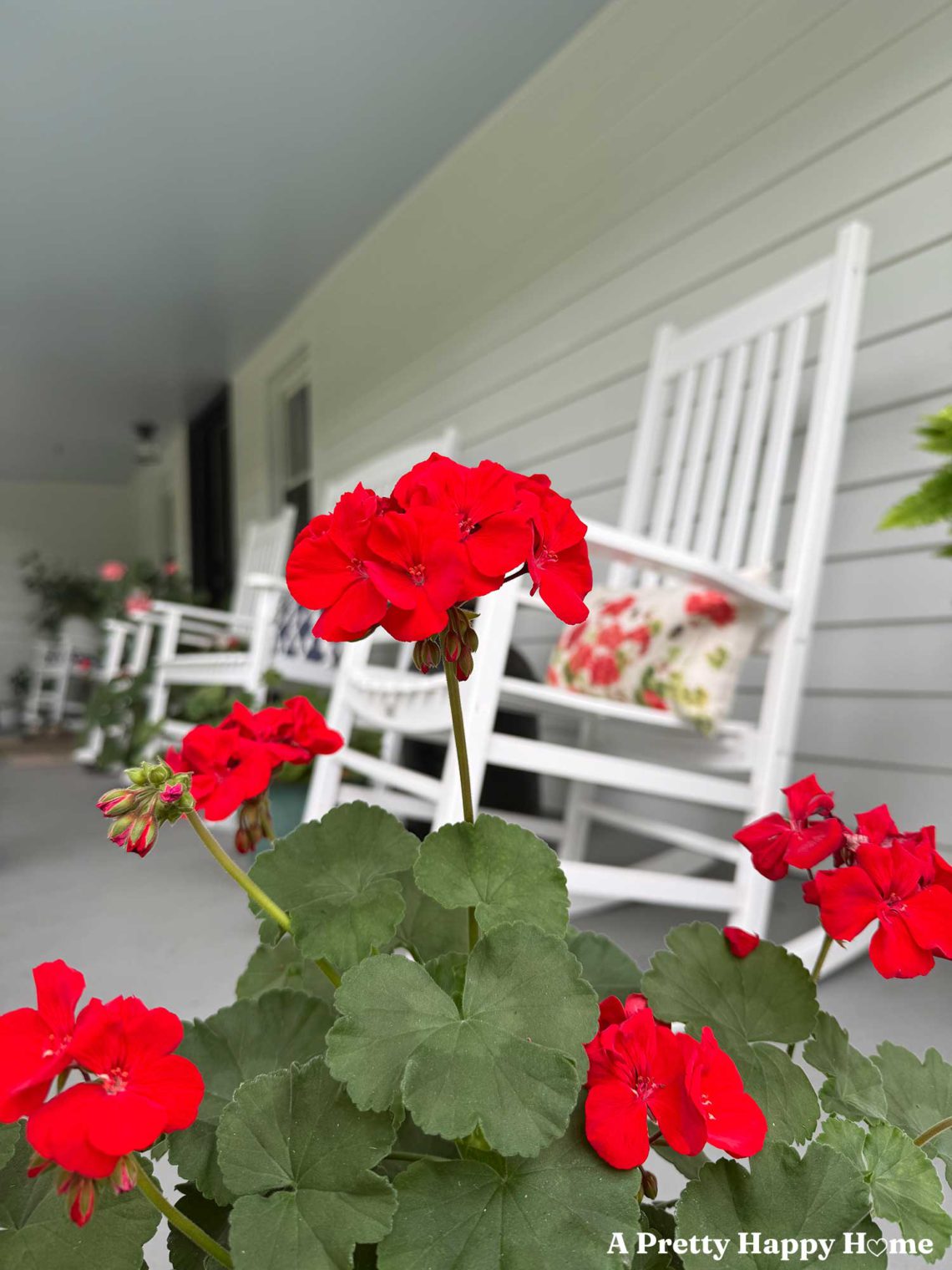 red geranium blooming on a front porch with white rockers, white siding, and a light blue ceiling