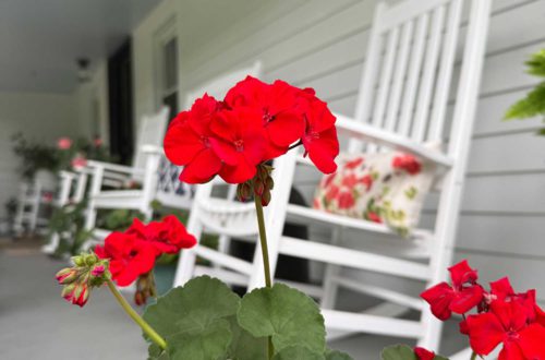 red geranium blooming on a front porch with white rockers, white siding, and a light blue ceiling
